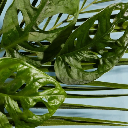 Forest Grace cestovní sprchový gel s prebiotiky